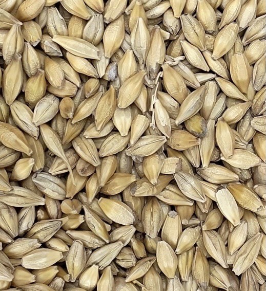 Hạt giống Đại mạch (Barley Seed) 100g