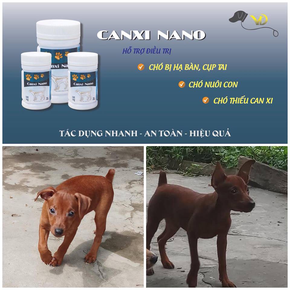 Canxi nano cho chó
