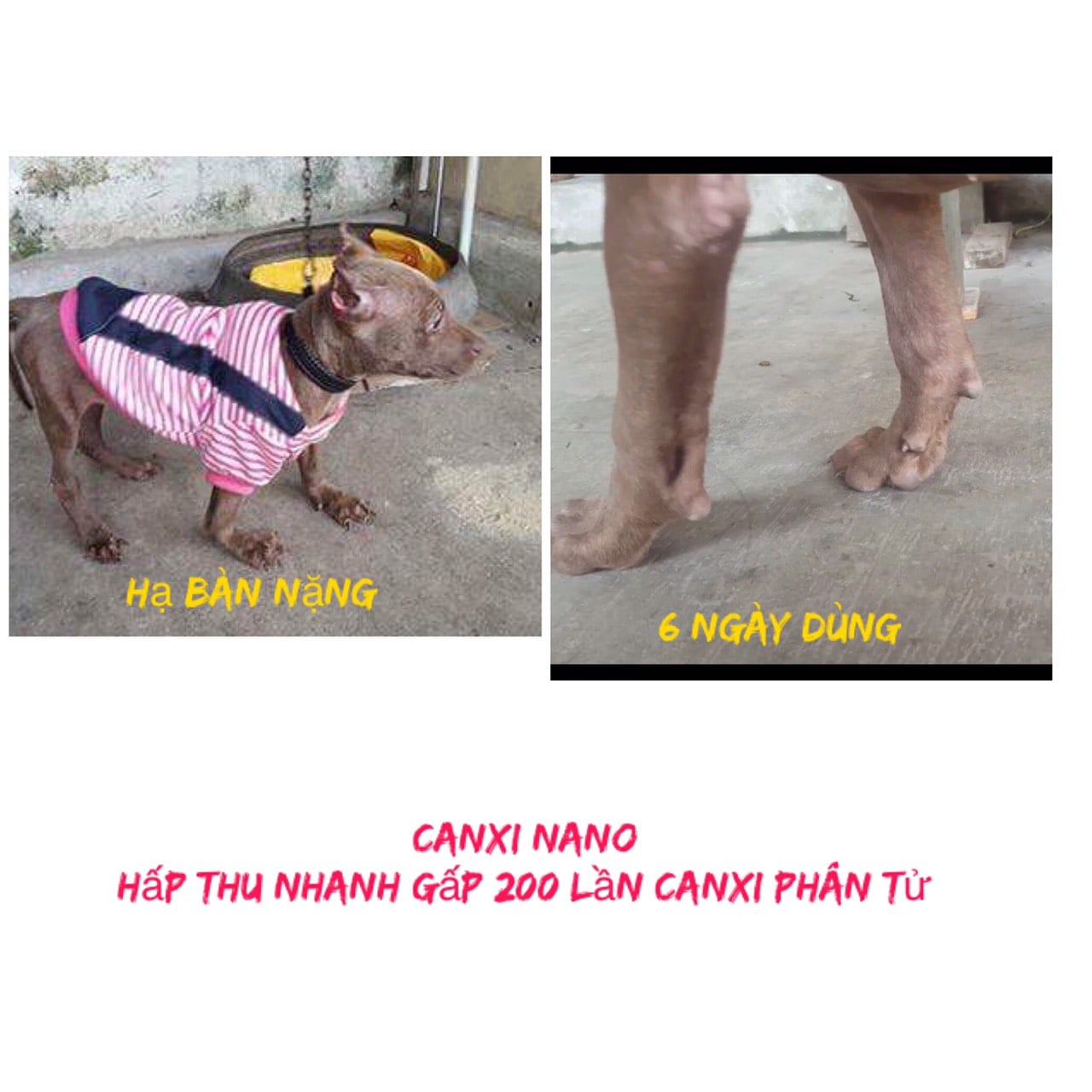 Canxi nano cho chó
