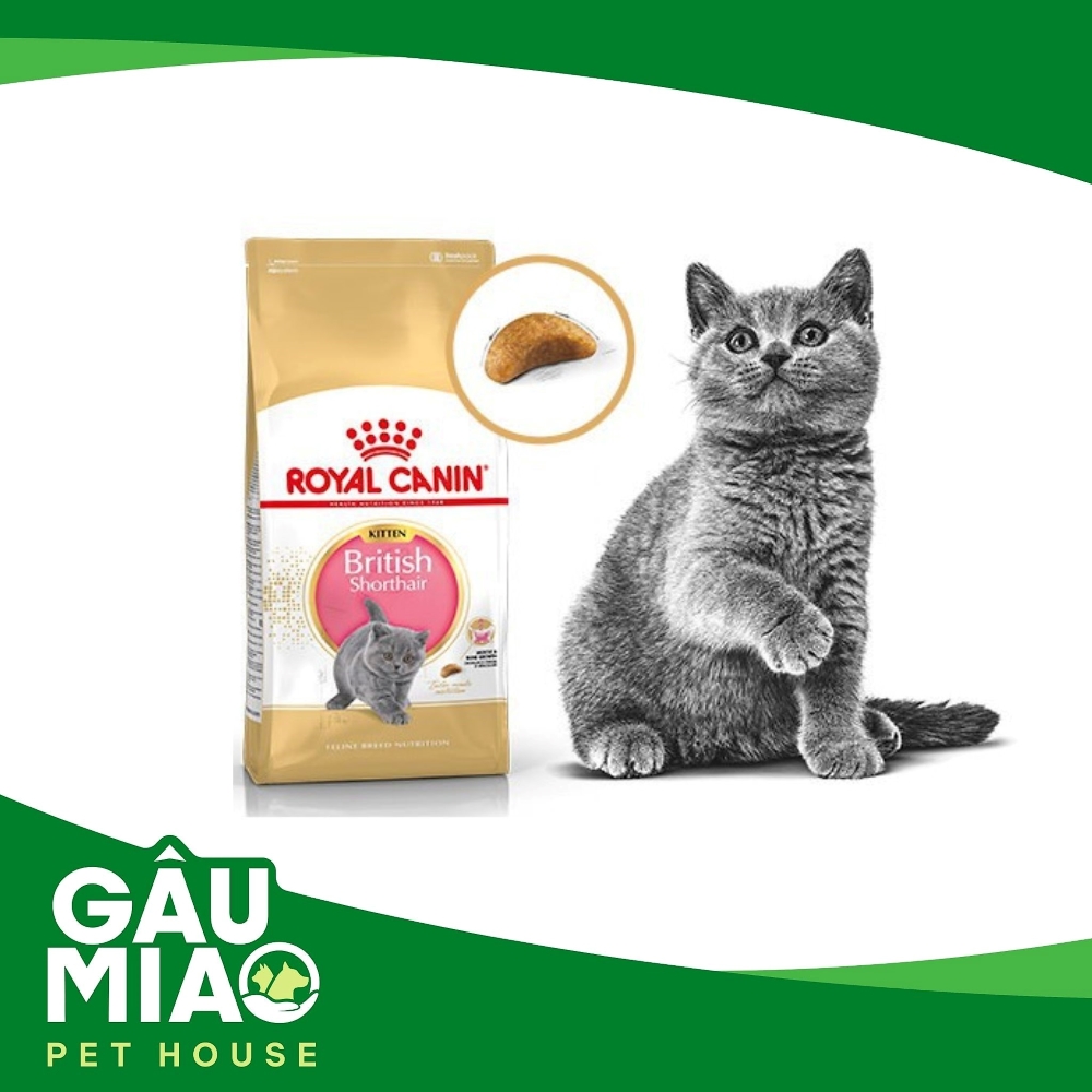 Royal Canin British Shorthair Kitten