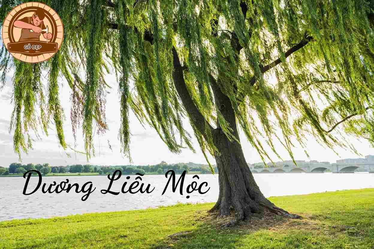 Tử vi và vận mệnh của Dương Liễu Mộc cần lưu ý những gì?