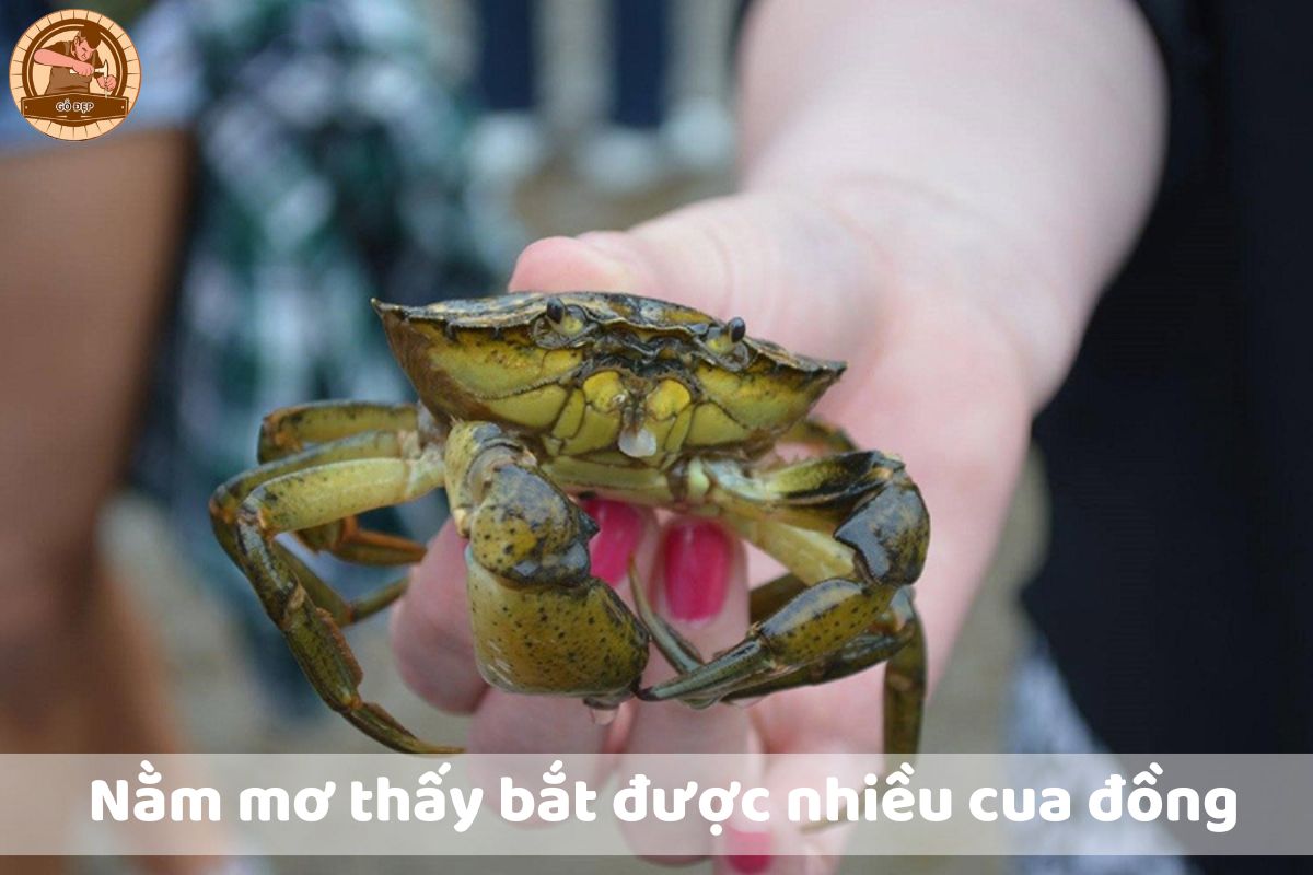 Giấc mơ bắt được nhiều cua đồng có ý nghĩa gì?