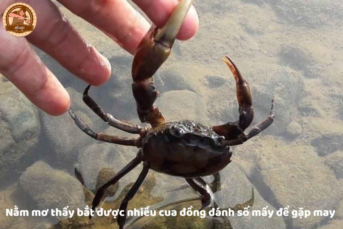 Nằm mơ bắt được nhiều cua đánh con gì?