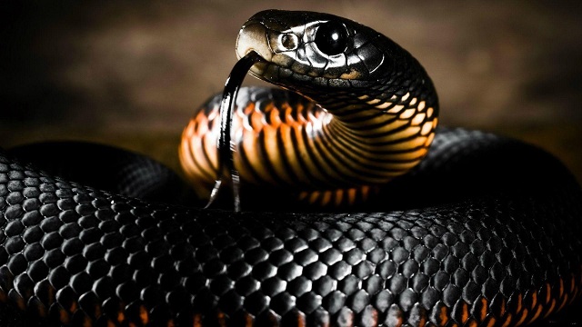 Rắn đen luôn mang đến sự u ám và bí ẩn. Hãy cùng chiêm ngưỡng vẻ đẹp ma mị của loài rắn đen này trong bức ảnh thật độc đáo này.