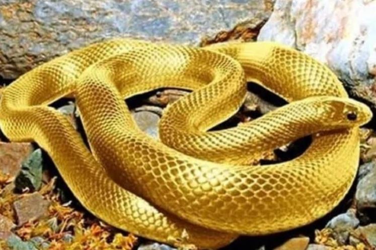 Nằm mơ thấy rắn vàng giúp bạn “lên hương”? Con số tài lộc?