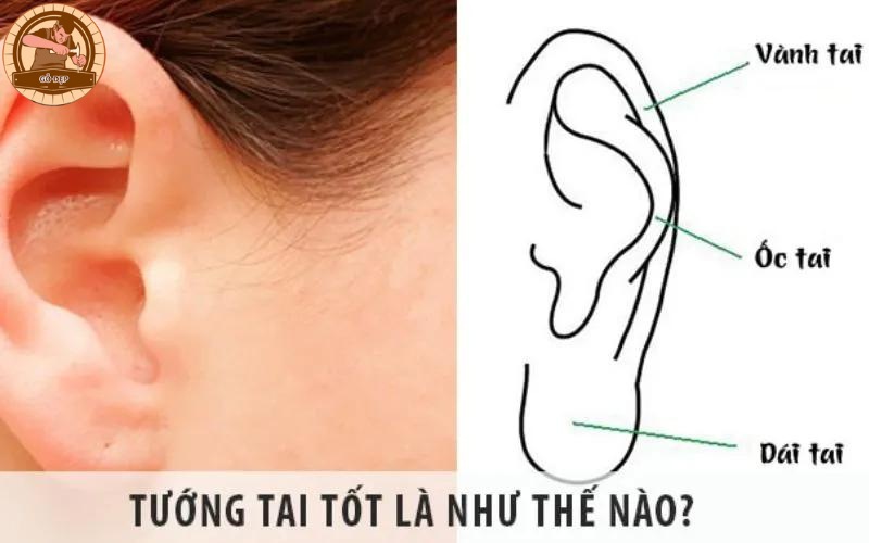 Tướng tai đẹp, tốt là như thế nào?