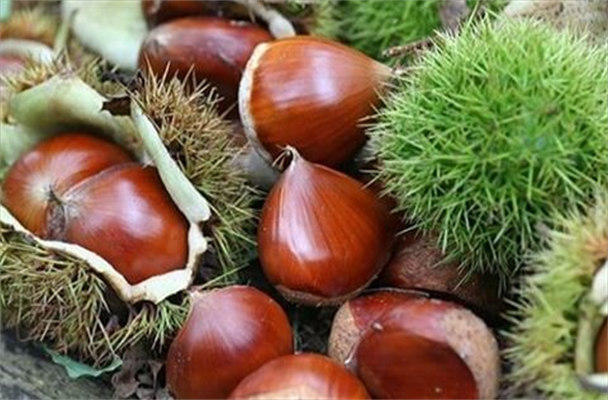 Hạt dẻ không chỉ ngon miệng mà còn có rất nhiều công dụng đối với sức khỏe
