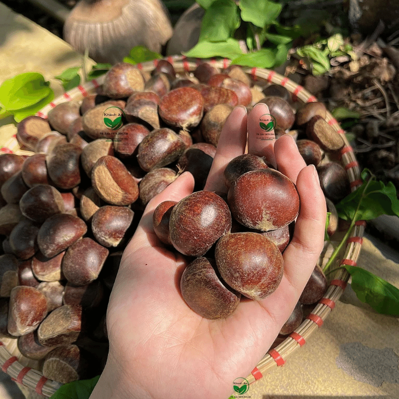 1KG Hạt Dẻ Tươi