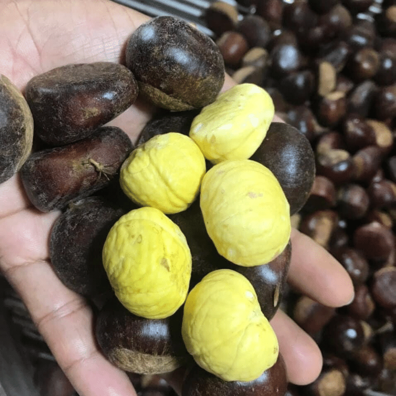 1KG Hạt Dẻ Tươi