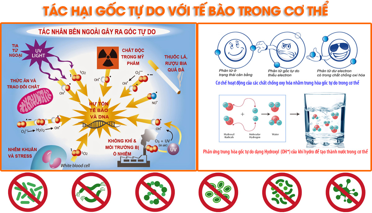 Tác hại gốc tự do với cơ thể