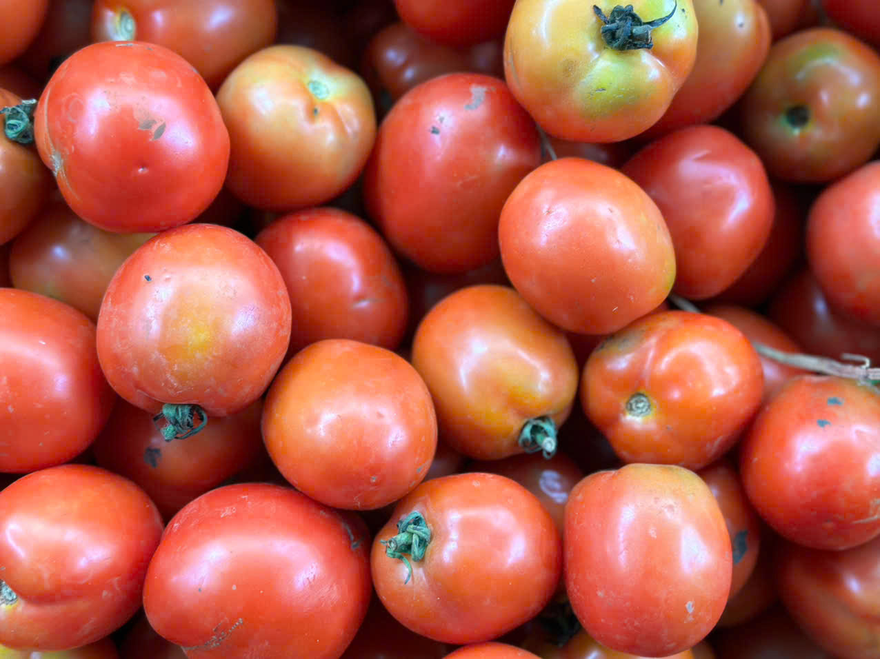 Cà chua đà lạt (500gr)