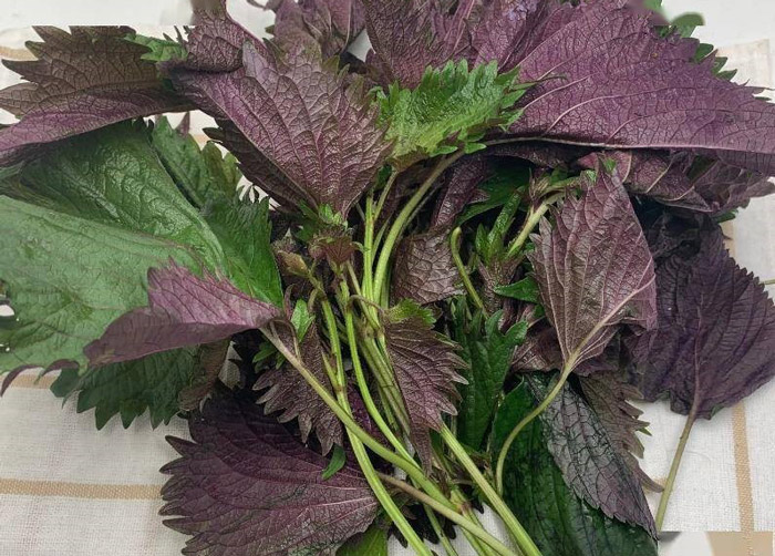 Rau Tía Tô (100gr)