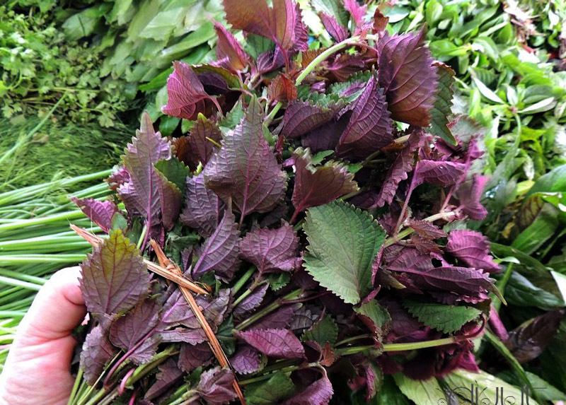 Rau Tía Tô (100gr)