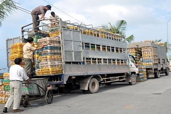 Giảm stress cho gia cầm khi vận chuyển bằng enzyme tiêu hóa