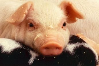 Aromabiotic – tăng cường sức khỏe cho đàn vật nuôi trong giai đoạn thách thức dịch bệnh