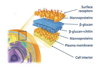 Vai trò của β-glucan và Mannan Oligosacchride (MOS) đối với hệ thống miễn dịch và năng suất vật nuôi