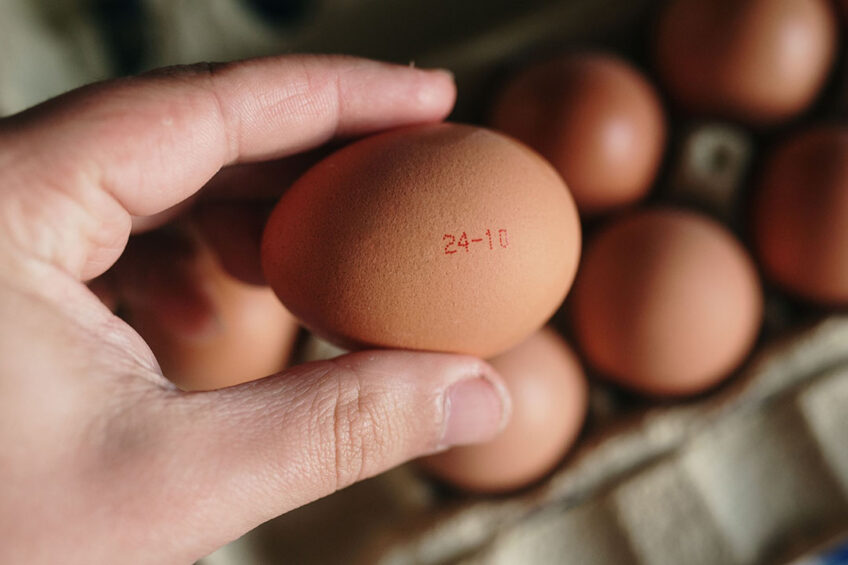 Độ chính xác dinh dưỡng gà đẻ cho chất lượng trứng
