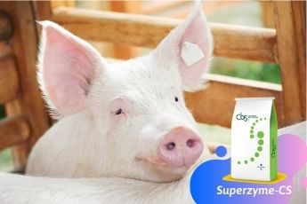 Superzyme-CS sản phẩm độc đáo và đột phá về công nghệ sản xuất enzyme