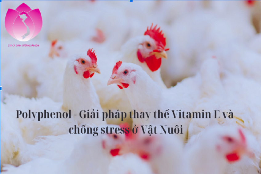 POLYPHENOL - GIẢI PHÁP THAY THẾ VITAMIN E VÀ CHỐNG STRESS Ở VẬT NUÔI