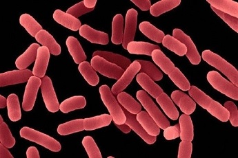 Vai trò của <i>Bacillus subtilis</i> đối với ngành nuôi trồng thủy sản