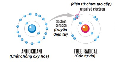 Các chất chống oxy hóa trong polyphenols triup1 trung hòa các gốc tự do phát sinh trong quá trình oxy hóa của cơ thể