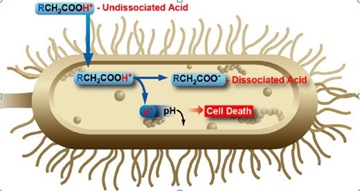 Cơ chế diệt khuẩn tuyệt vời của các chuỗi acid béo mạch trung MCFA là một giải pháp toàn diện cho vật nuôi, vừa diệt khuẩn vừa nâng cao sức đề kháng cho vật nuôi