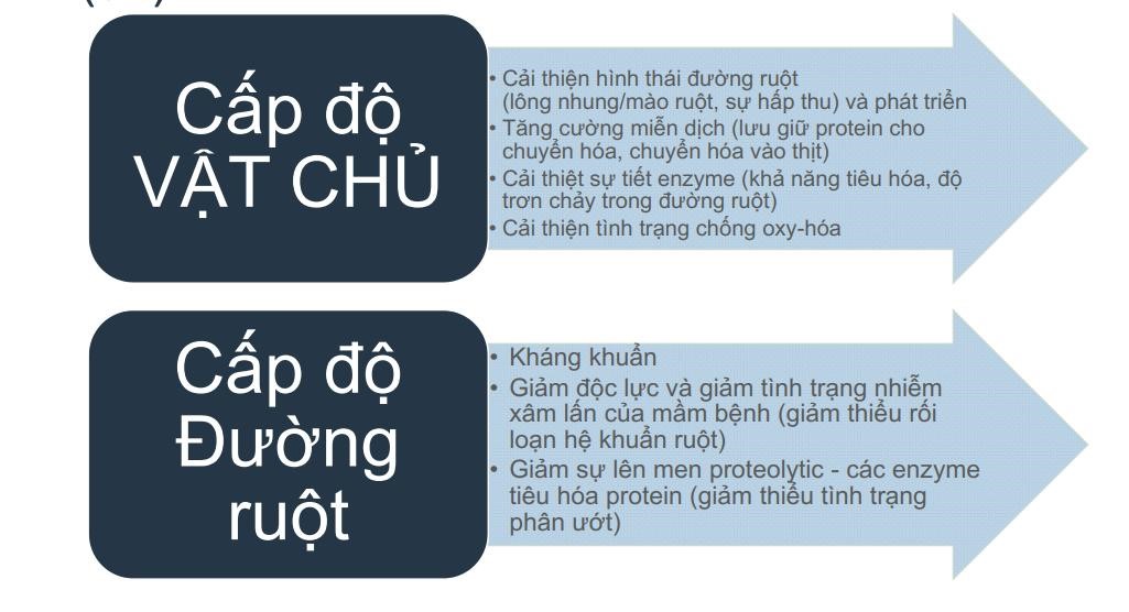 Cơ chế tác động diệt khuẩn của MCFA trong sản phẩm M-Prove giúp tăng năng suất gà thịt