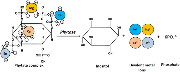Cơ chế hoạt động của enzyme phytase trong cơ thể vật nuôi khi tiêu hóa acid phytic hoặc phytate từ nguồn gốc nguyên liệu thức ăn vật nuôi