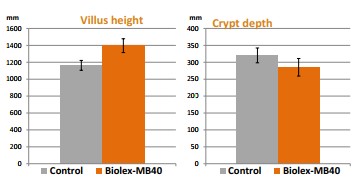 Sử dụng biolex mb40 gúp vật nuôi cải thiện hình thái ruột ở vật nuôi, gia cầm, nhờ vào MOS trong sản phẩm biolex mb40