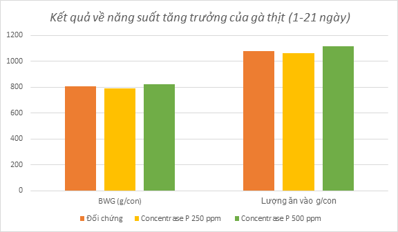 Kết quả về năng suất tăng trưởng gà thịt khi sử dụng enzyme Concentrase P vào khẩu phần thức ăn cho gà thịt