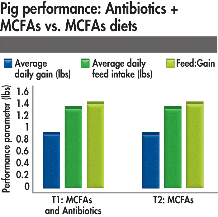 Nghiên cứu so sánh hiệu quả sử dụng MCFA và kháng sinh trong khẩu phần thức ăn của heo
