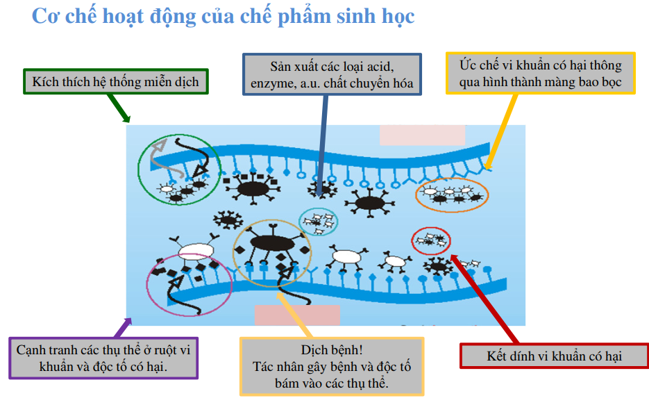 Phương thức hoạt động của Maxlac MR dẫn đến các tác động sinh học trong môi trường ruột tôm