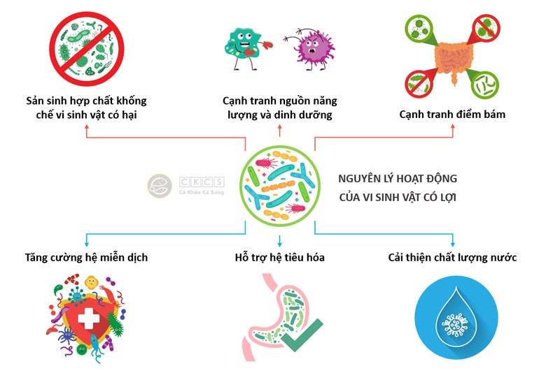 Tác động của Bacillus subtilis là một loại men vi sinh môi trường vừa là men vi sinh dinh dưỡng cho vật nuôi, giúp ức chế hại khuẩn, cân bằng hệ vi sinh đường ruột và môi trường