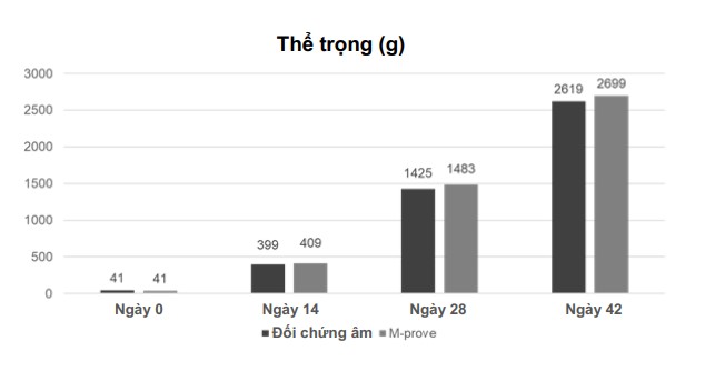 Thí nghiệm chứng minh hiệu quả của việc sử dụng M-Prove cho tăng trọng gà thịt và năng suất chăn nuôi