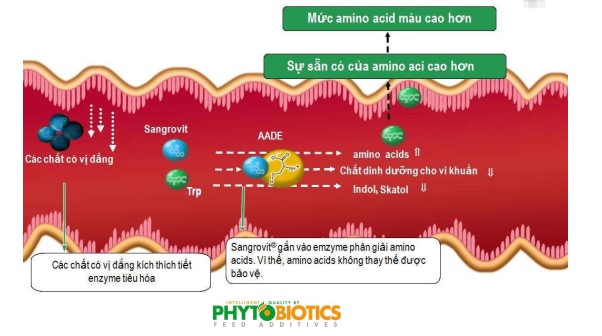 Tiết kiệm chi phí sử dụng acid amin nhờ vào tác động cải thiện tính sẵn có của các acid amin khi sử dụng Sangrovit