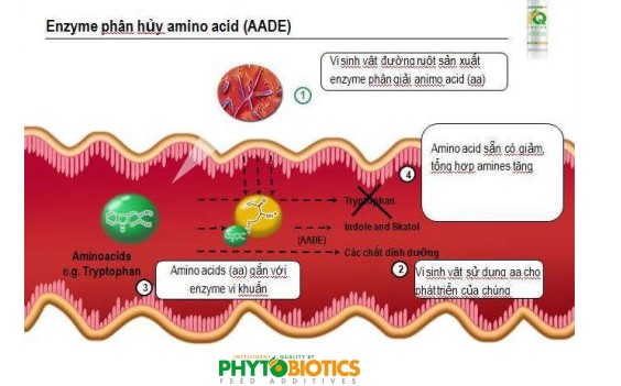 Cải thiện hiệu quả năng suất năng nuôi nhờ vào sử dụng Sangrovit để tăng cường hiệu quả sử dụng acid amin