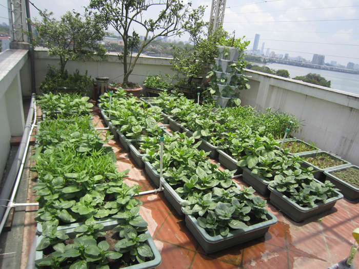 Kỹ thuật trồng rau sạch tại nhà Vật liệu làm vườn