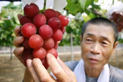 Những loại trái cây Nhật đắt như vàng ròng đổ bộ về Việt Nam