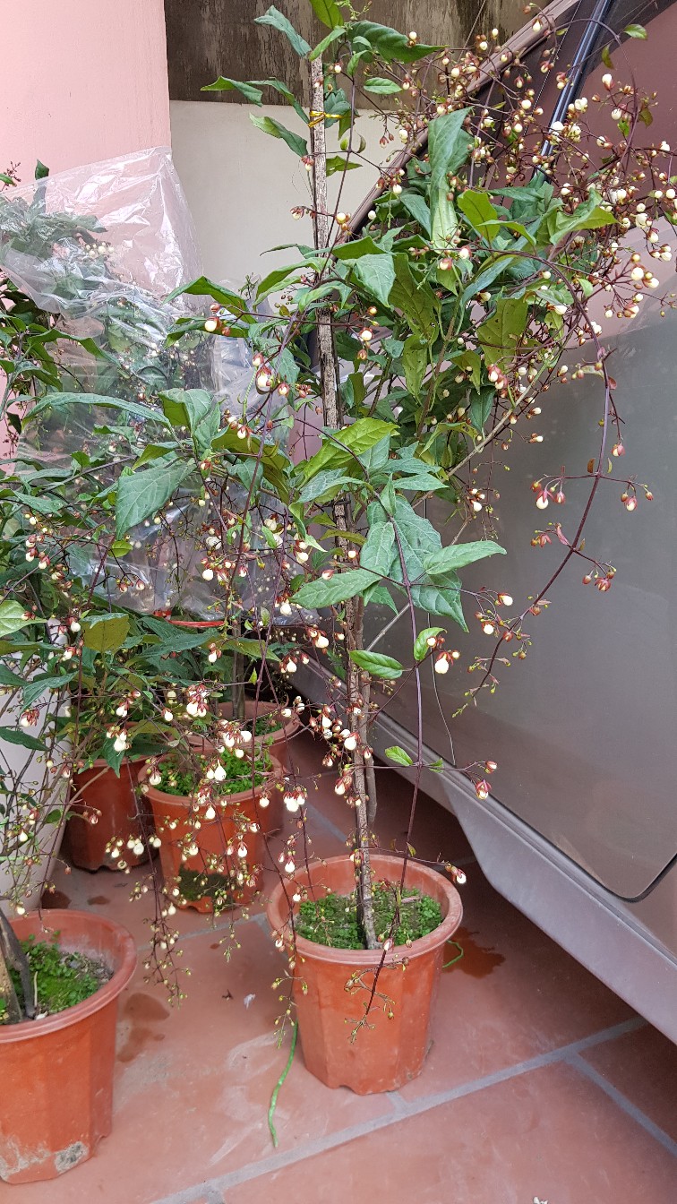 Cây Lan Bạch Dương (Dạ Ngọc Minh Châu) | Ngôi Nhà Cây Xanh