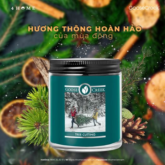 Hương thông hoàn hảo của mùa đông