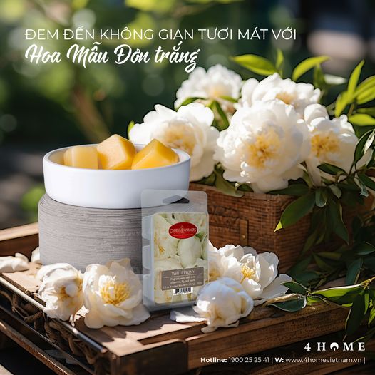 Đem đến không gian tươi mát với Hoa Mẫu Đơn trắng Đem đến không gian tươi mát với Hoa Mẫu Đơn trắng