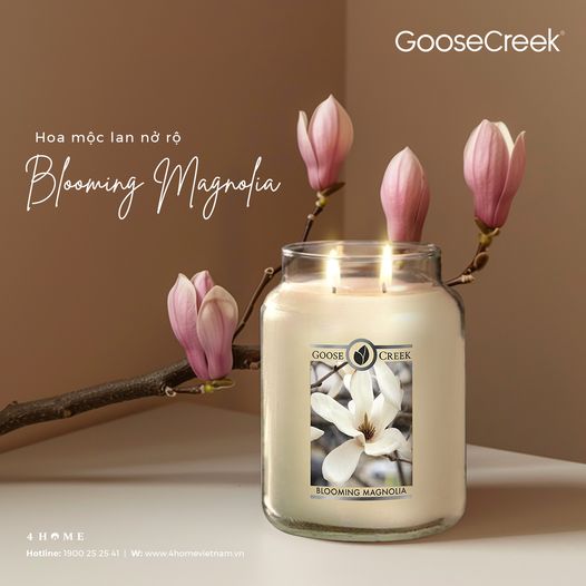 BLOOMING MAGNOLIA - HƯƠNG MỘC LAN THANH TAO BLOOMING MAGNOLIA - HƯƠNG MỘC LAN THANH TAO