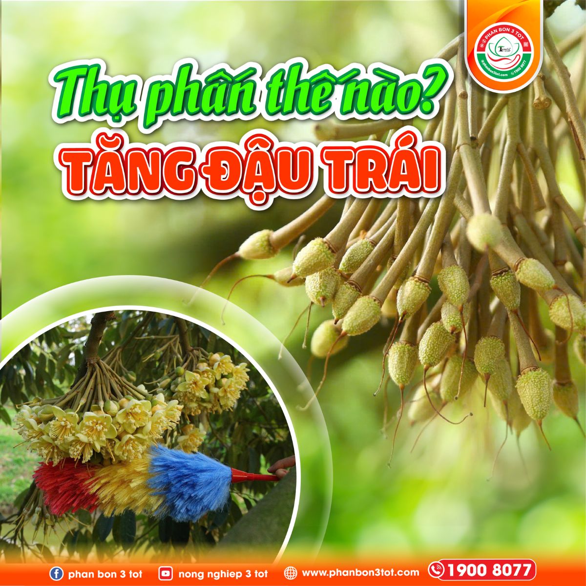 THỤ PHẤN SẦU RIÊNG ĐÚNG CÁCH ĐỂ ĐẬU TRÁI CAO, TRÒN TRÁI, HẠN CHẾ RỤNG SINH LÝ