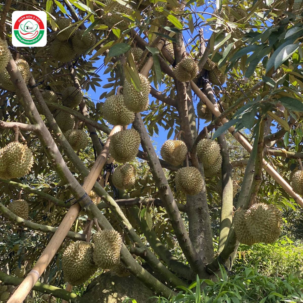 BÍ QUYẾT PHÒNG NGỪA & TRỊ BỆNH HẠI TRÊN SẦU RIÊNG BÍ QUYẾT PHÒNG NGỪA & TRỊ BỆNH HẠI TRÊN SẦU RIÊNG