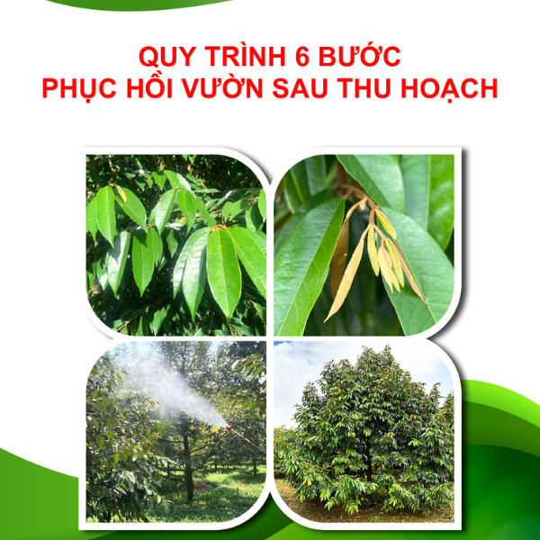 Cách Nhận Quy Trình Phục Hồi Sau Thu Hoạch