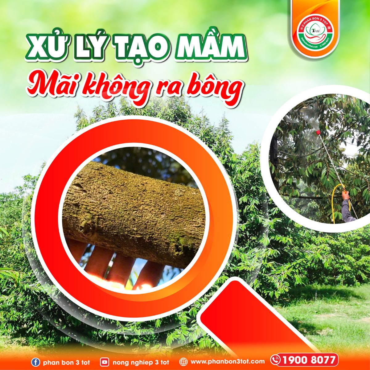 XỬ LÝ TẠO MẦM KHÔNG RA BÔNG – NGUYÊN NHÂN & CÁCH KHẮC PHỤC
