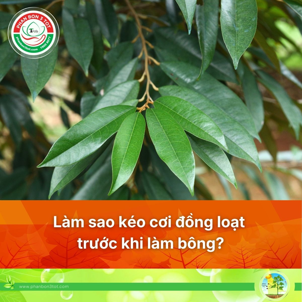 LÀM THẾ NÀO ĐỂ KÉO CƠI SẦU RIÊNG ĐỒNG LOẠT TRƯỚC KHI LÀM BÔNG?