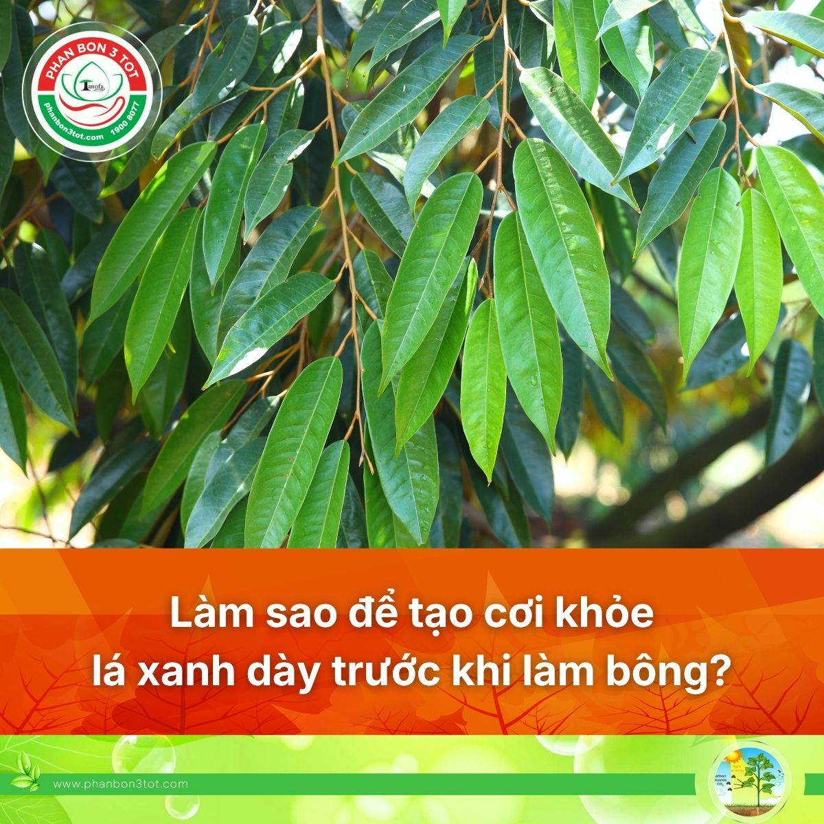 LÀM THẾ NÀO ĐỂ TẠO CƠI SẦU RIÊNG KHỎE, LÁ XANH DÀY TRƯỚC KHI LÀM BÔNG?