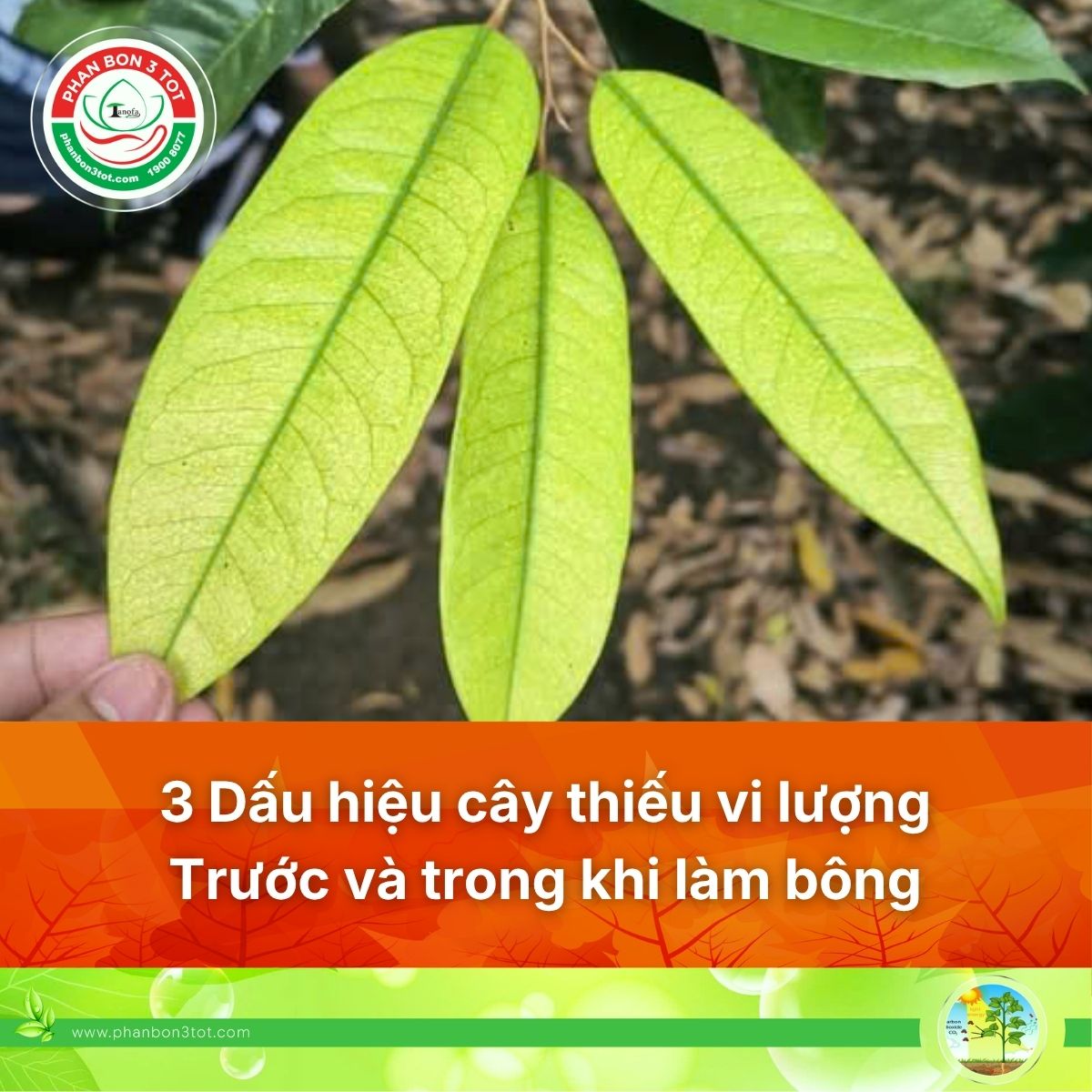 3 DẤU HIỆU CÂY SẦU RIÊNG CÓ THỂ THIẾU VI LƯỢNG TRƯỚC VÀ TRONG KHI LÀM BÔNG