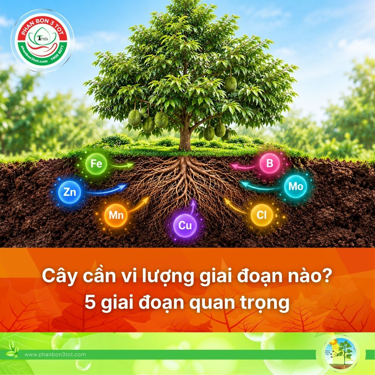 CÂY CẦN VI LƯỢNG Ở NHỮNG GIAI ĐOẠN NÀO? 5 GIAI ĐOẠN QUAN TRỌNG